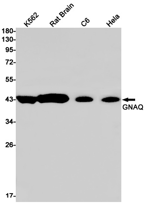 GNAQ Antibody