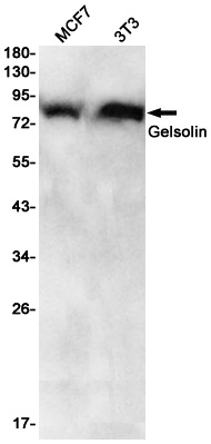 [KD] Gelsolin Rabbit mAb