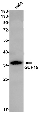 GDF15 Antibody
