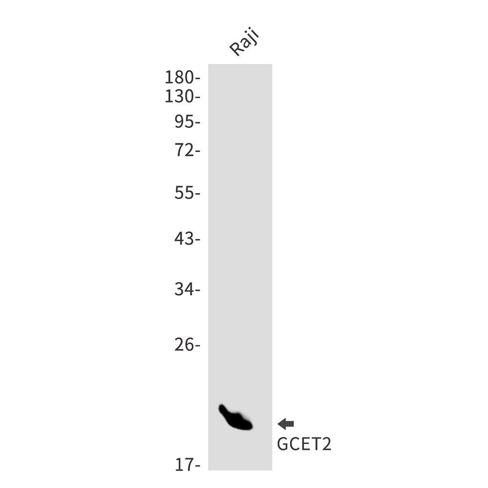 GCET2 Rabbit mAb