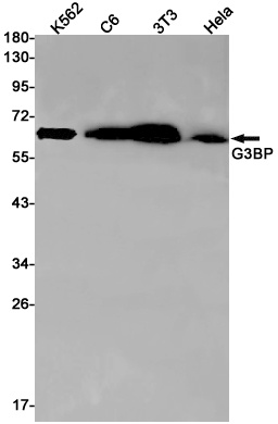 [KD] G3BP Rabbit mAb