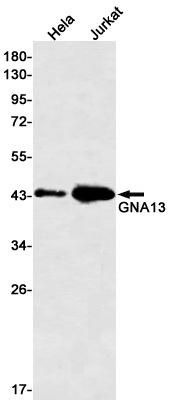 GNA13 Antibody