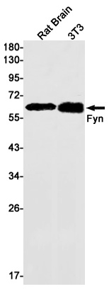 FYN Antibody