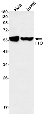 FTO Rabbit mAb