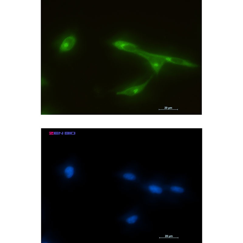 FRAT1 Antibody