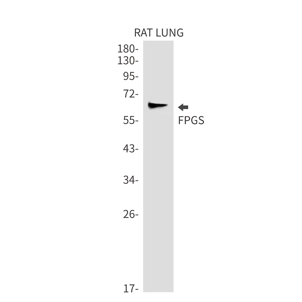 FPGS Rabbit mAb