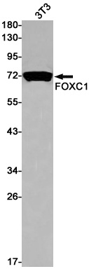 FOXC1 Antibody