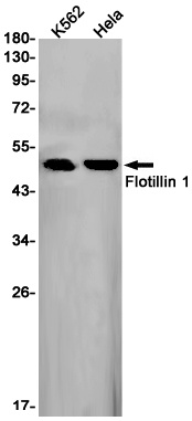 FLOT1 Antibody