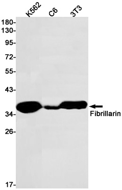 FBL Antibody