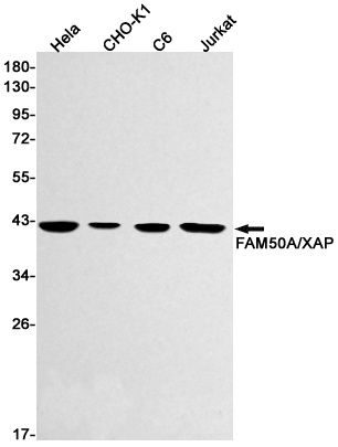 FAM50A Antibody