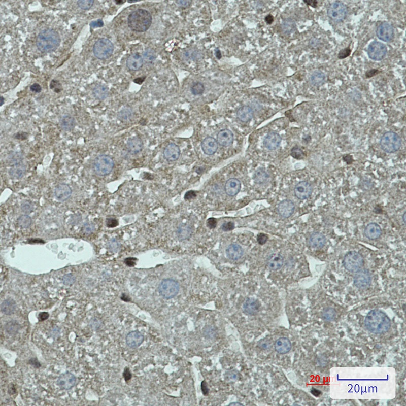 FADD Rabbit mAb
