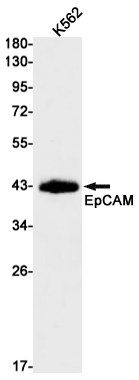 EPCAM Antibody
