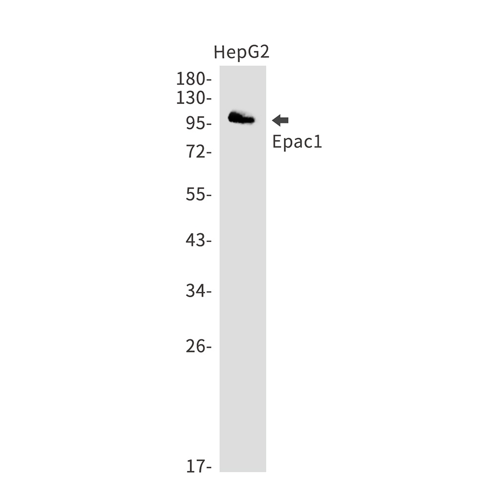 RAPGEF3 Antibody