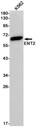 SLC29A2 Antibody