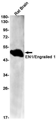 EN1 Antibody