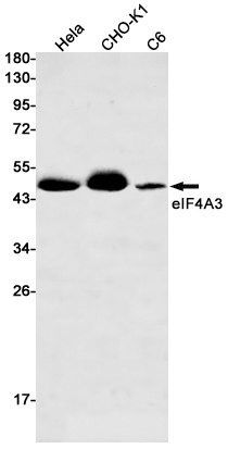 EIF4A3 Antibody