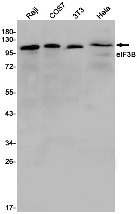 EIF3B Antibody