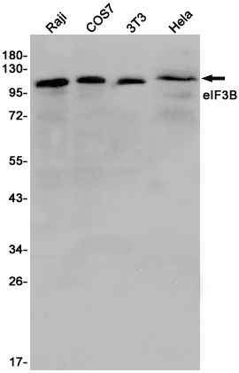 [KD] eIF3B Rabbit mAb