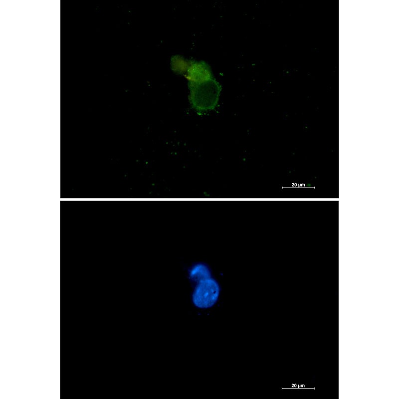 eIF1A Rabbit mAb