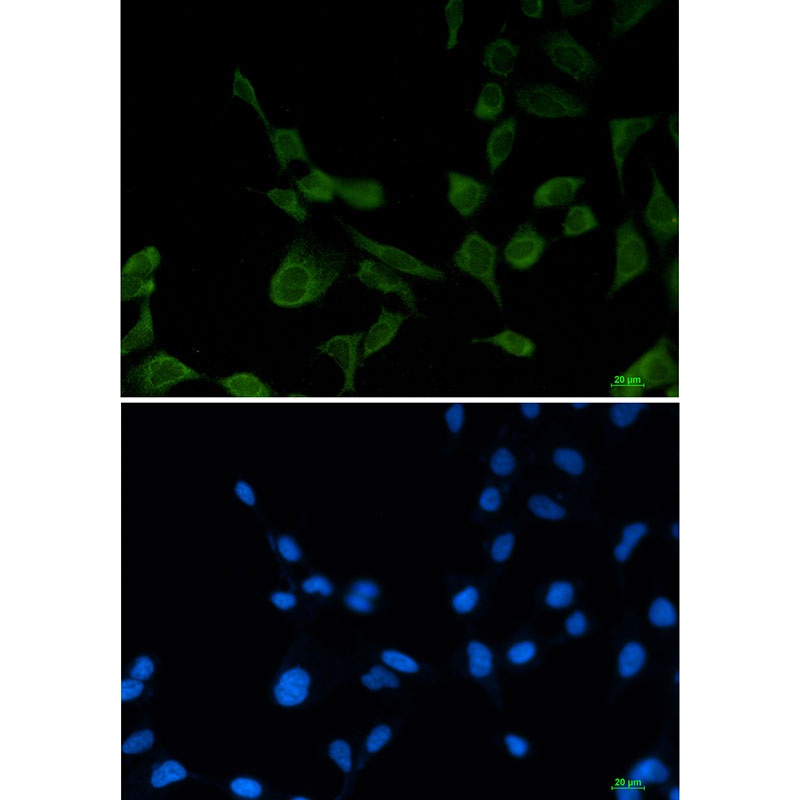 eIF1A Rabbit mAb
