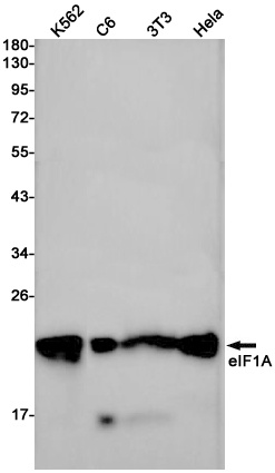 eIF1A Rabbit mAb