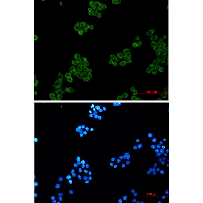 EHD1 Rabbit mAb