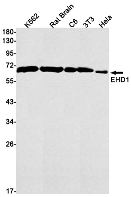 EHD1 Rabbit mAb