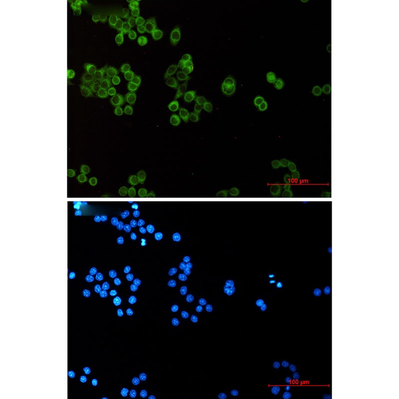 EHD1 Rabbit mAb