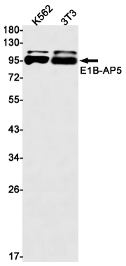 HNRNPUL1 Antibody
