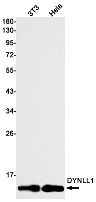 DYNLL1 Rabbit mAb