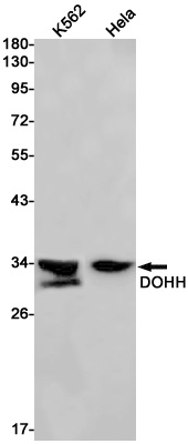 DOHH Antibody