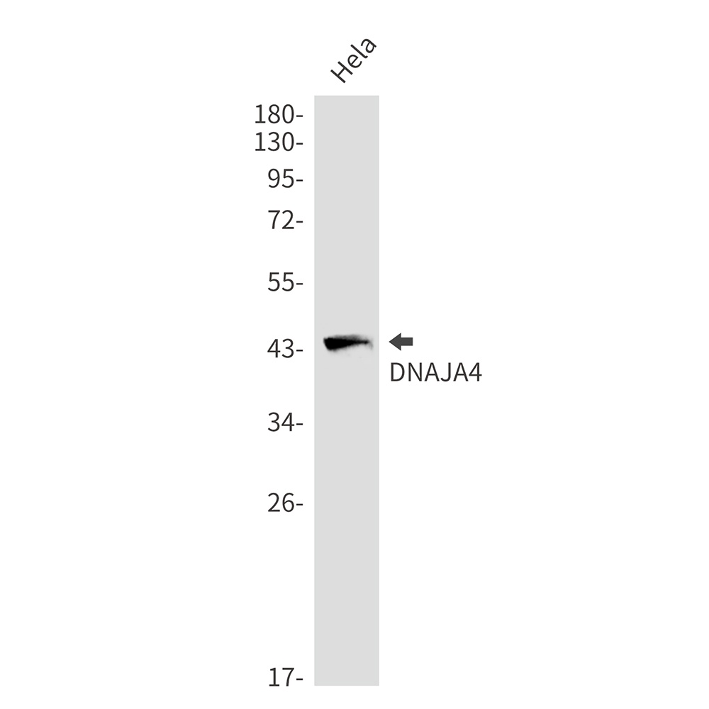 DNAJA4 Antibody