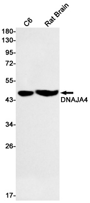DNAJA4 Rabbit mAb