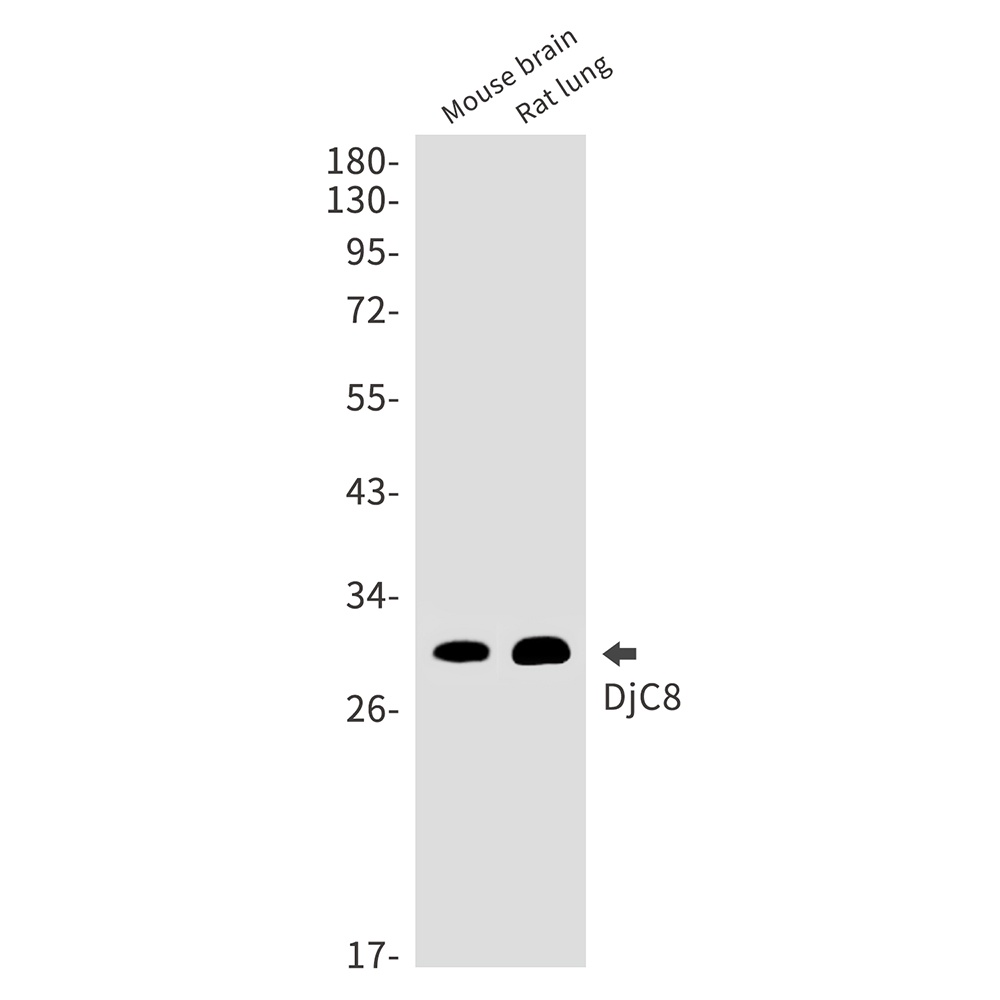 DNAJC8 Antibody