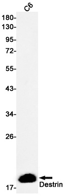 DSTN Antibody