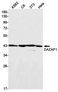 DAZAP1 Antibody