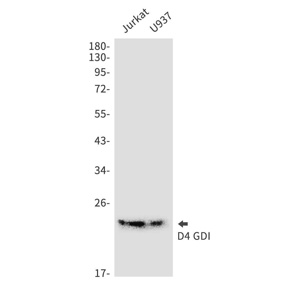 ARHGDIB Antibody