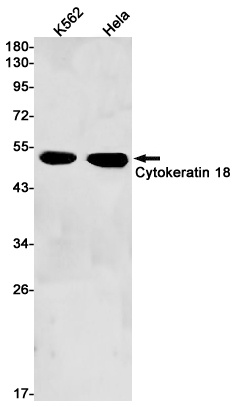 KRT18 Antibody