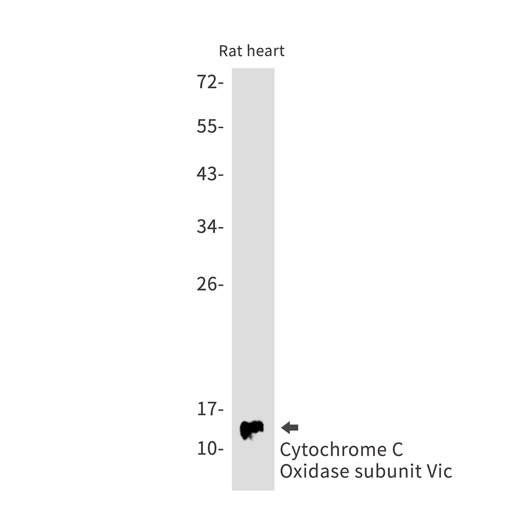 COX6C Antibody