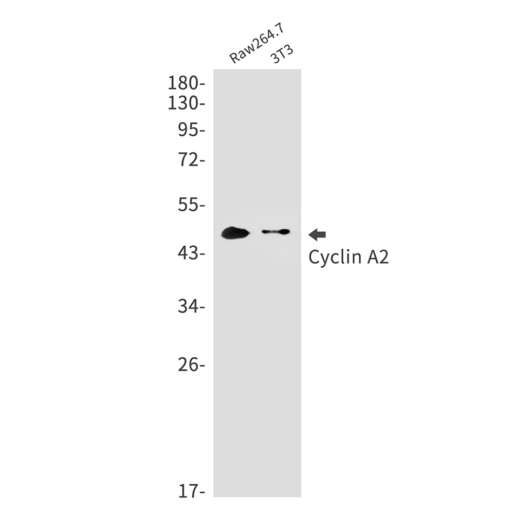 Ccna2 Antibody