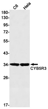 CYB5R3 Rabbit mAb