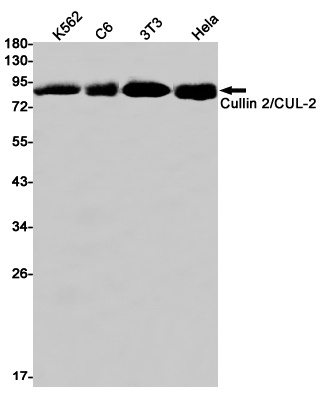 CUL2 Antibody