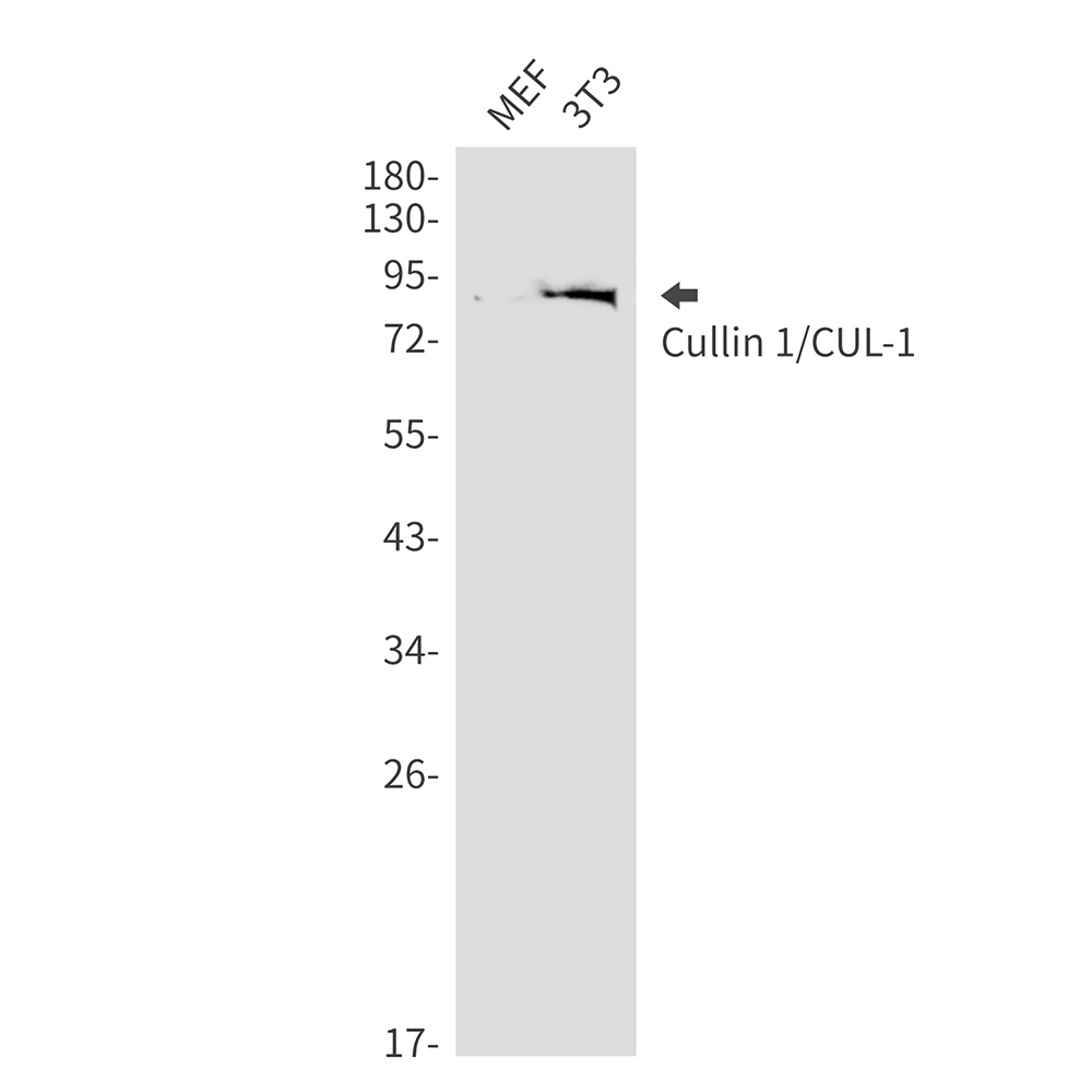 CUL1 Antibody