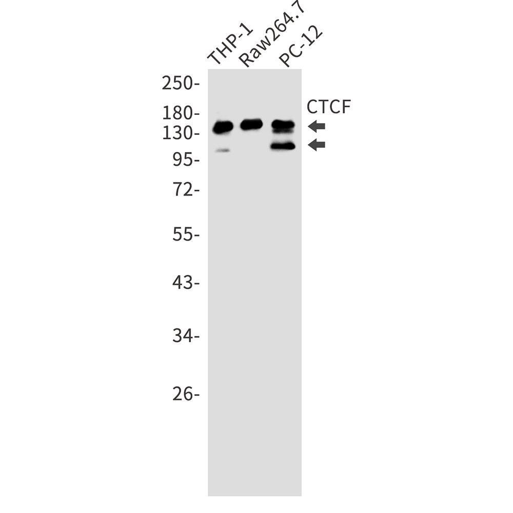 CTCF Antibody