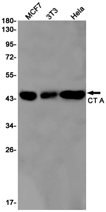 [KD] CT A Rabbit mAb