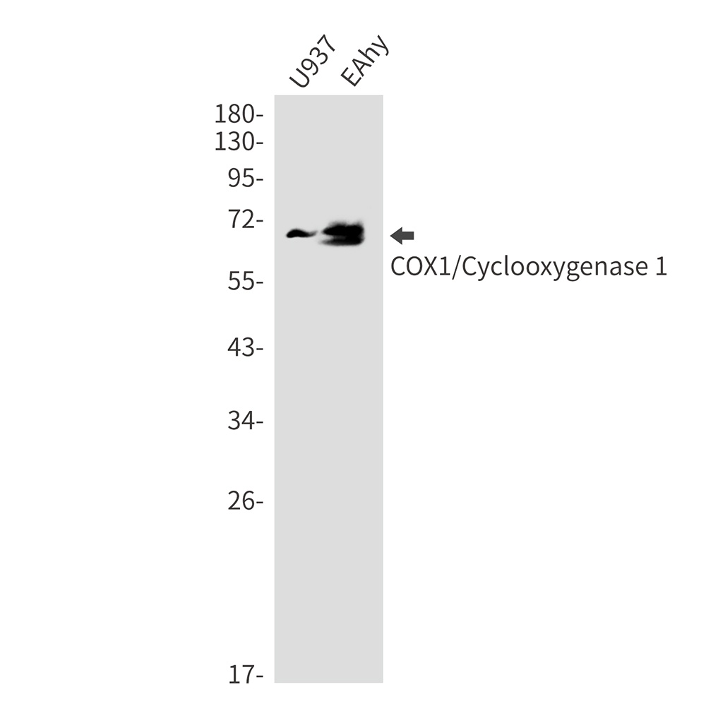 PTGS1 Antibody