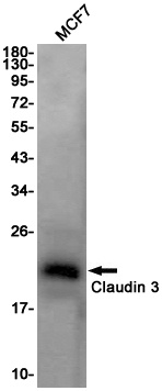 CLDN3 Antibody