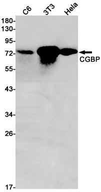 CXXC1 Antibody