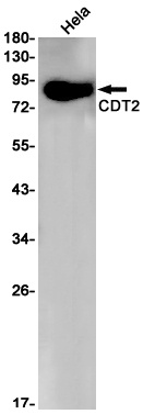 CDT2 Rabbit mAb