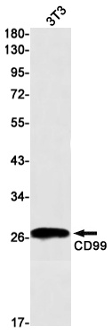 CD99 Rabbit mAb